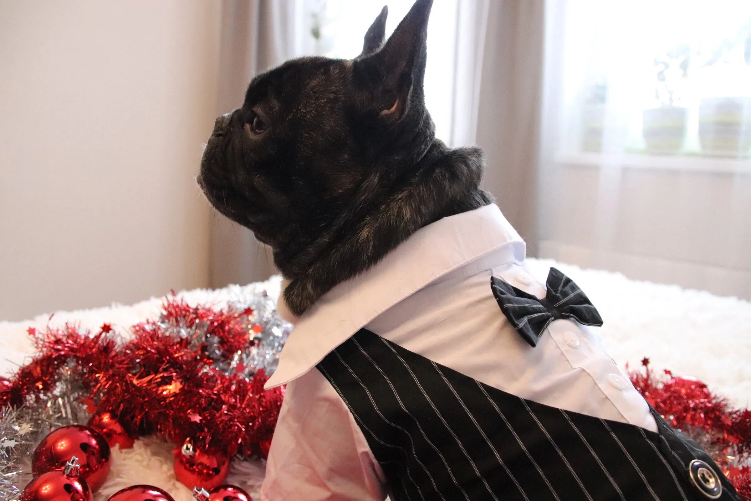 "Double-O Doggie" Dog Tuxedo